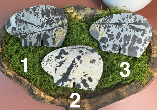 Picture Jasper Bears (You Choose)