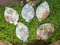 Flower Agate Leaf - Small (Intuitively Chosen)